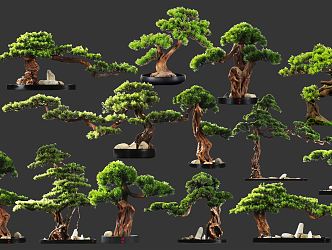 New Chinese Style Pine Tree Shape Pohan Pine Bonsai Dry Landscape Courtyard Welcome Pine 3d model