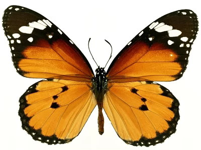Vibrant Orange and Black Butterfly with White Spots on Spread Wings Isolated on White Background 3d model