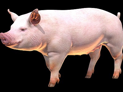 pigs domestic pigs livestock model