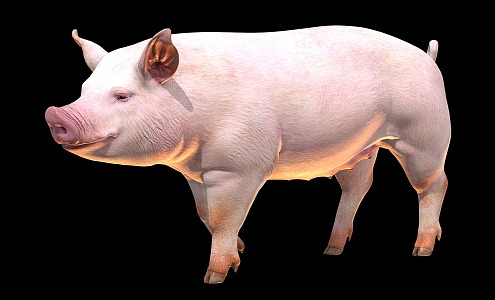 pigs domestic pigs livestock 3d model