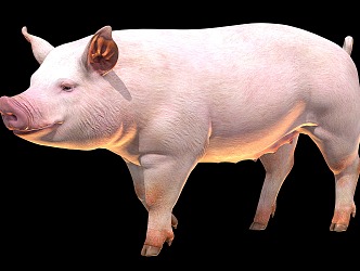 pigs domestic pigs livestock 3d model