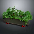 Lush Green Leafy Plants Growing in Rectangular Planter with Red Wheels