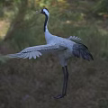 Gray Crane With Black Neck Red Head Spreading Wings In Natural Grassland