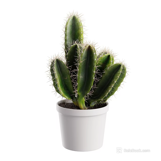 Green Cactus Plant in White Pot with Sharp Thorns and Healthy Green Foliage 3d model 