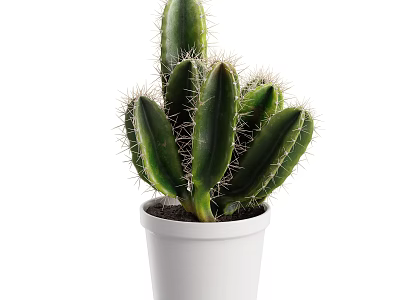 Green Cactus Plant in White Pot with Sharp Thorns and Healthy Green Foliage 3d model