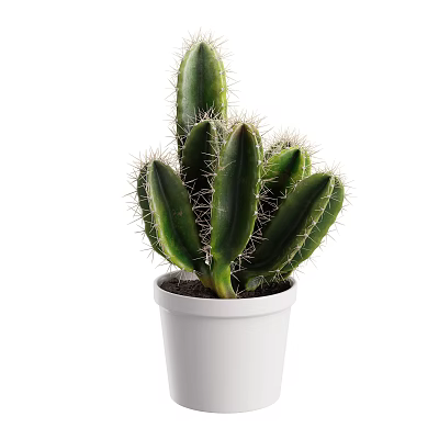 Green Cactus Plant in White Pot with Sharp Thorns and Healthy Green Foliage 3d model