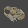 Detailed Animal Skull Anatomical Model With Visible Bone Structure On Dark Background