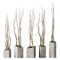 Bonsai Potted Plants With Slender Branches In Square Concrete Pots For Indoor Decor