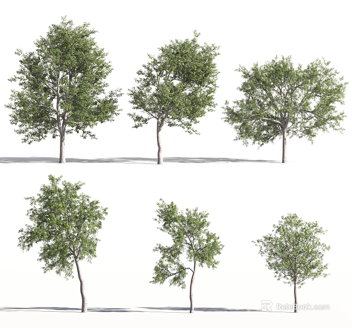 Various Arbor Trees With Green Foliage And Different Natural Shapes 3d model