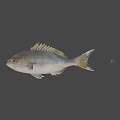 Fresh Whole Fish With Shiny Scales Tail And Clear Eyes For Cooking