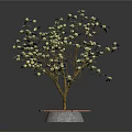 Decorative Flowering Tree With White Blossoms On Circular Pink And Gray Base 3d model