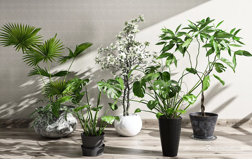 Various Potted Plants With Different Leaf Shapes White Flowers On Wooden Surface Light Colored Wall 3d model 