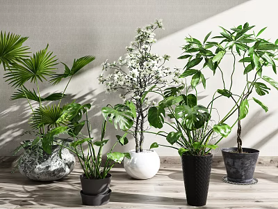 Various Potted Plants With Different Leaf Shapes White Flowers On Wooden Surface Light Colored Wall 3d model
