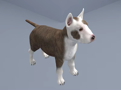 Cute Brown And White Bull Terrier Standing On Gray Background 3d model