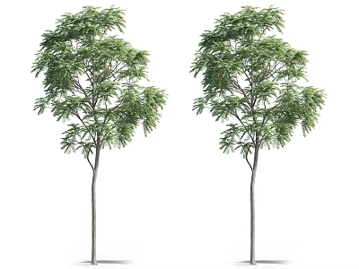 Tall Arbor Trees With Lush Green Foliage And Straight Trunks Isolated On White 3d model