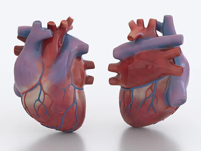 Human Chest Organ Anatomical Model Two Realistic Heart Structures With Blood Vessels 3d model