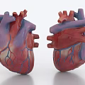 Human Chest Organ Anatomical Model Two Realistic Heart Structures With Blood Vessels