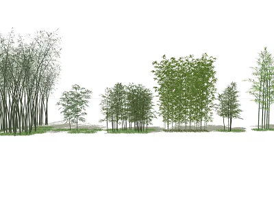 Various Bamboo Species in Natural Arrangement with Different Heights for Landscape 3d model