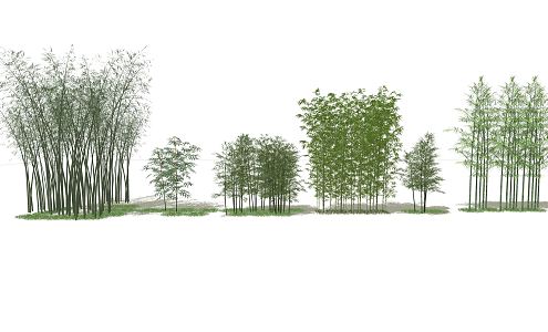 Modern Bamboo Phyllostachys pubescens Landscape Bamboo Combination 3d model