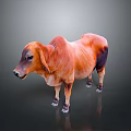 3D Rendered Bull Model With Orange And Black Fur Standing On Gray Background