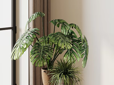 Large Leaf Monstera Indoor Potted Plant With Small Green Plants In Brown Pot 3d model