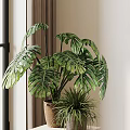 Large Leaf Monstera Indoor Potted Plant With Small Green Plants In Brown Pot