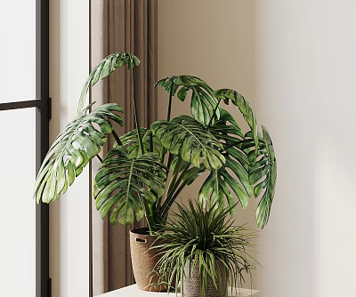 Large Leaf Monstera Indoor Potted Plant With Small Green Plants In Brown Pot 3d model