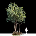 Lush Green Arbor Tree With Three Trunks And Human Silhouette For Size Reference 3d model