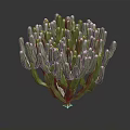 Lush Green Cactus Plant With Dense Stems And Three Dimensional Look On Dark Background