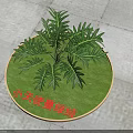 Philodendron Xanadu Shrub Growing On Circular Green Lawn With Stone Paved Ground And Shadow