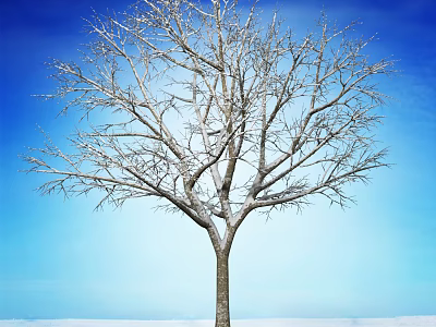 Tall Bare Tree With Snow Covered Branches Under Blue Sky On Snowy Ground 3d model