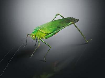 Green Insect With Slender Body And Long Antennae On Smooth Surface Dark Background Reflection 3d model