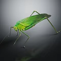 Green Insect With Slender Body And Long Antennae On Smooth Surface Dark Background Reflection