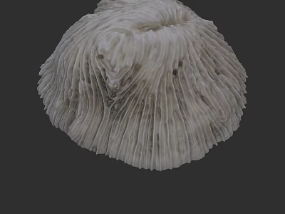 White Fan Like Coral Structure In Underwater Marine Life Environment 3d model