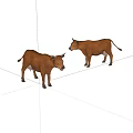 Two Brown Cows Standing On White Background Looking At Each Other 3d model