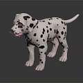 Dalmation Puppy With Black Spots On White Coat Standing On Shiny Black Surface
