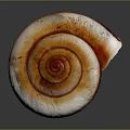 Snail Spiral Shell With Orange And White Striped Pattern On Dark Background