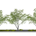 Three Healthy Arbor Trees With Lush Green Foliage And Stone Accents