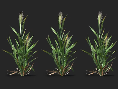 Three Green Grass Plants With Lush Leaves And Spiked Flower Tops 3d model