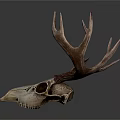 Deer Skull With Large Antlers And Detailed Bone Structure On White Background