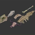 Medical Devices Anatomical Skeletal Models with Skull Spine and Bone Structures for Education