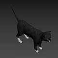 Gray And White Cat With Yellow Eyes In Standing Alert Stance
