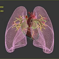 3D Rendered Human Heart And Lungs With Detailed Blood Vessel Structure