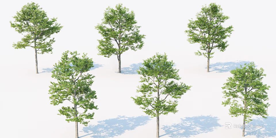 Multiple Green Leafy Arbor Trees With Strong Trunks And Natural Canopies 3d model 
