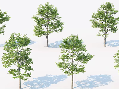 Multiple Green Leafy Arbor Trees With Strong Trunks And Natural Canopies 3d model