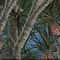 Dracaena Tree 1.8 Meters Tall 1.5 Meters Diameter Base On Gray Square Tile Floor