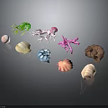 Colorful Seashells Coral Pieces And Green Seaweed On Black Background