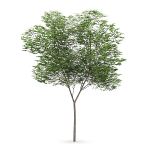 Plant Tree Outdoor Landscape Tree Garden Landscape Tree 3d model