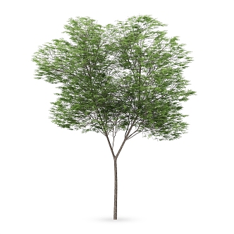 Plant Tree Outdoor Landscape Tree Garden Landscape Tree 3d model