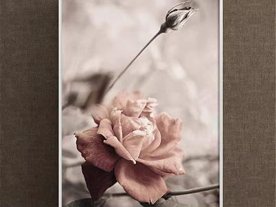 Botanical Painting Featuring Pink Rose And Flower Bud With Soft Background And Vintage Tone 3d model